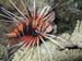 lionfish 2.jpg